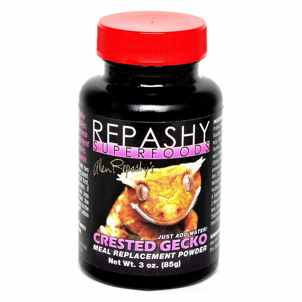 Crested Gecko E2904