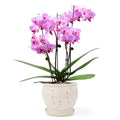 6.3" Ceramic Orchid Pots with Holes Crackle Glazed with Drainage and Separate Saucer White I93529