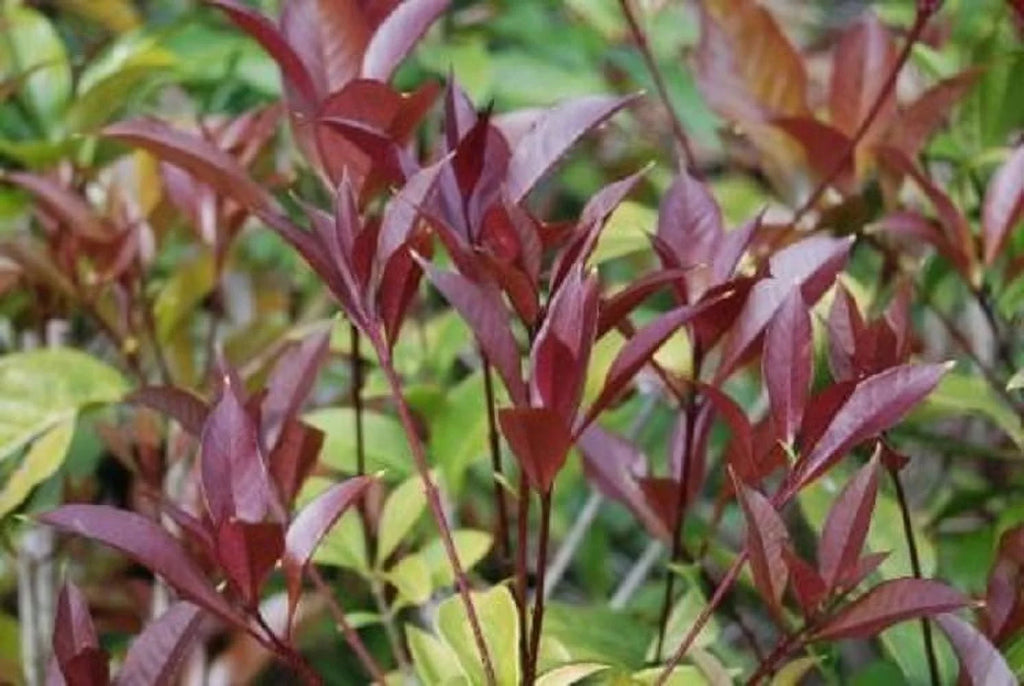 Apricot Echo Orange Tea Olive Starter Plants Pack of 3 D2512