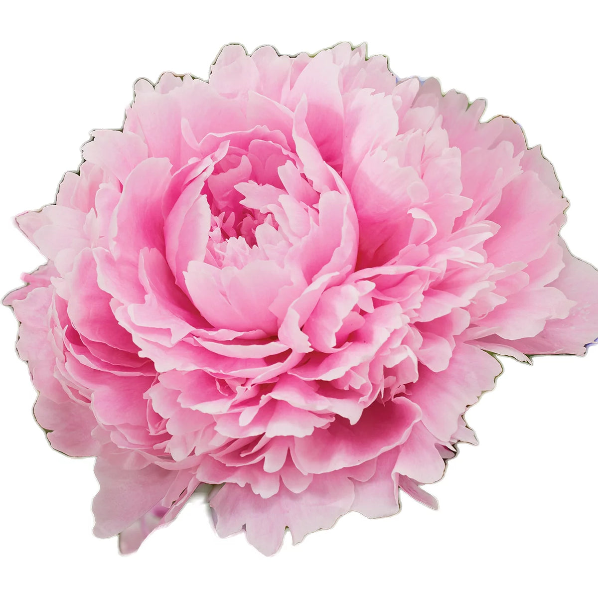 Set of 5 Pink Peonies Plant Roots G91688