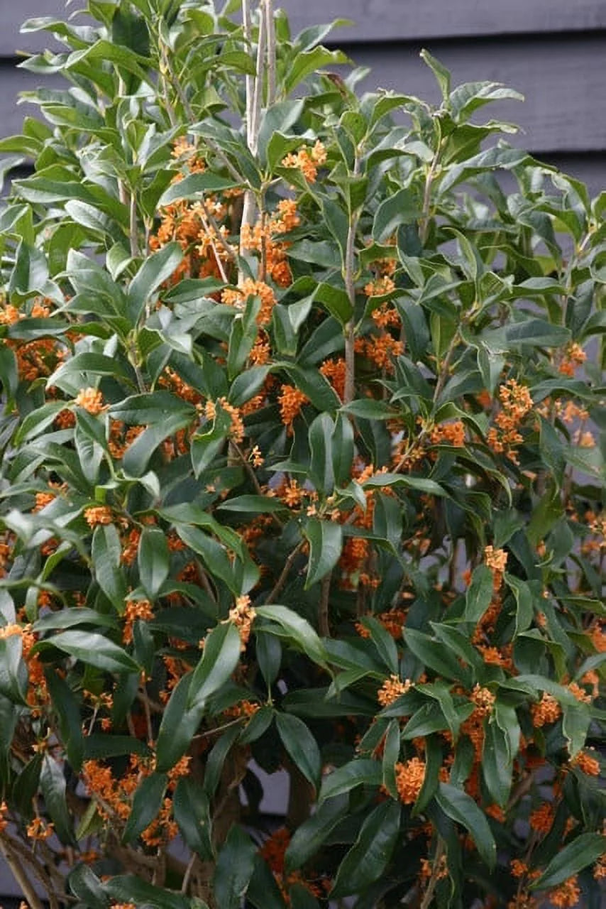 Apricot Echo Orange Tea Olive Starter Plants Pack of 3 D2512