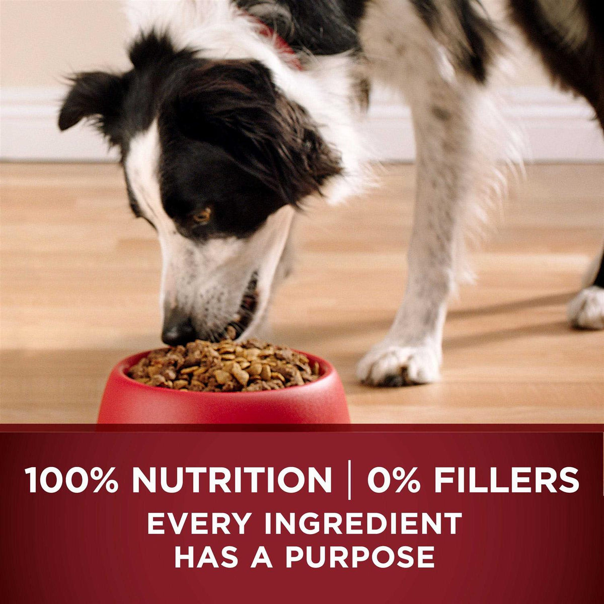 Turkey and Venison Dry Dog Food H305393