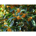 Apricot Echo Orange Tea Olive Starter Plants Pack of 3 D2512