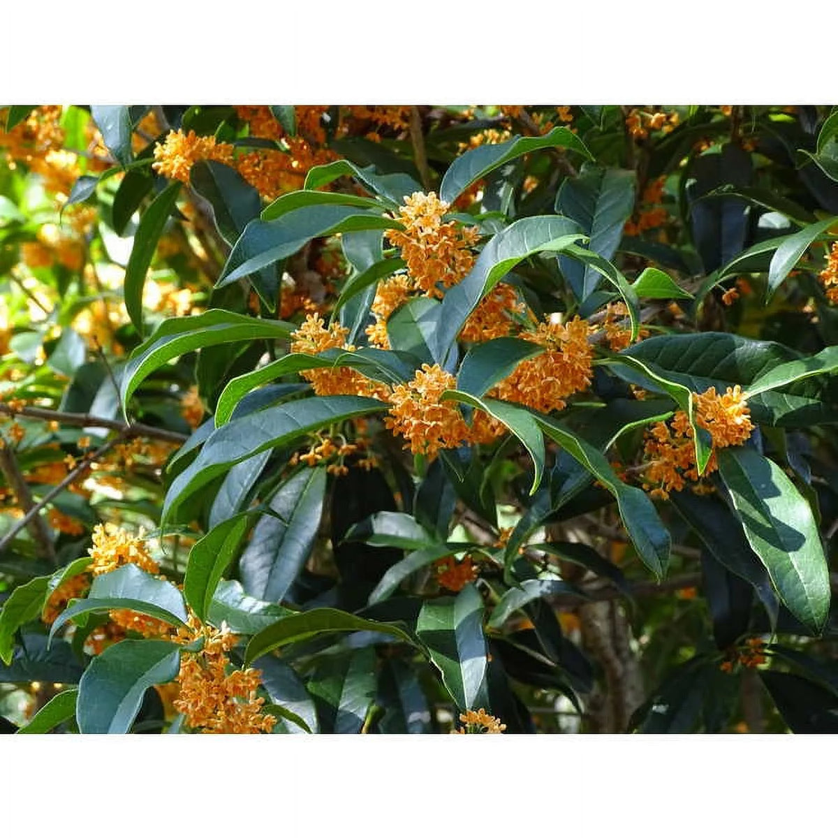 Apricot Echo Orange Tea Olive Starter Plants Pack of 3 D2512