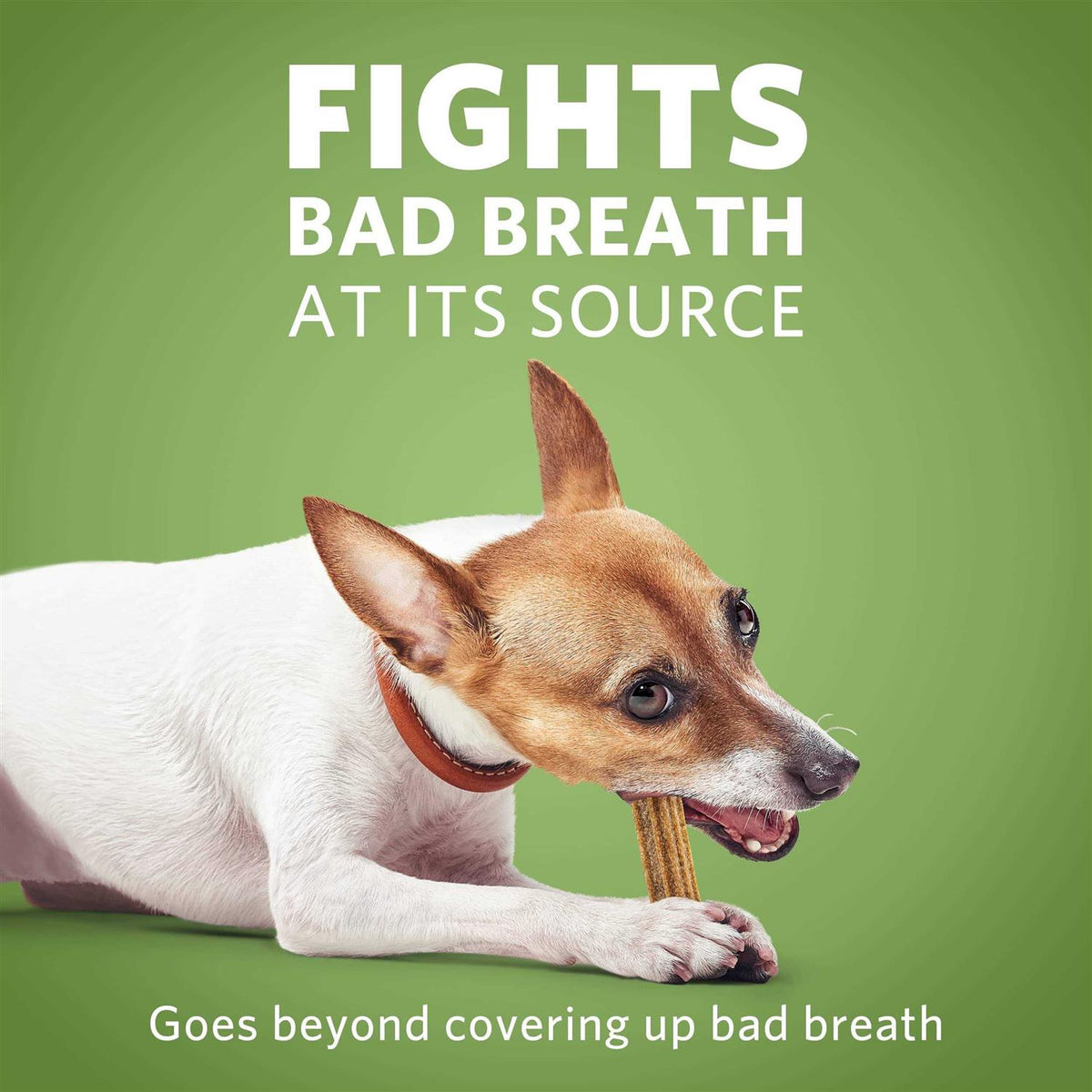 Daily Oral Care Mini Dog Chews A49366