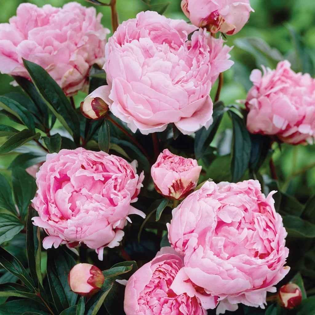 Set of 5 Pink Peonies Plant Roots G91688