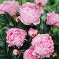 Set of 5 Pink Peonies Plant Roots G91688