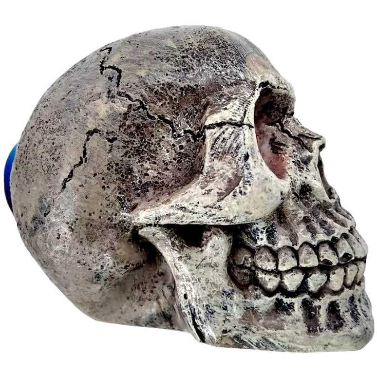 Skull Gazer Ornament W42253